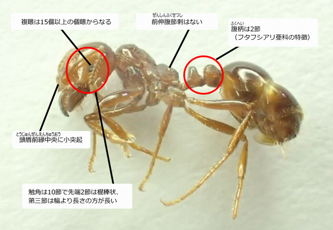 ヒアリの説明の画像