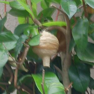 スズメバチの巣(初期)