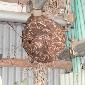 スズメバチの巣(完成後)