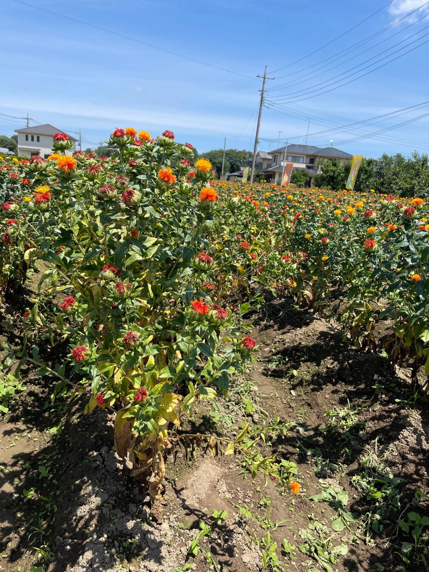 つみとり園の紅花(拡大)