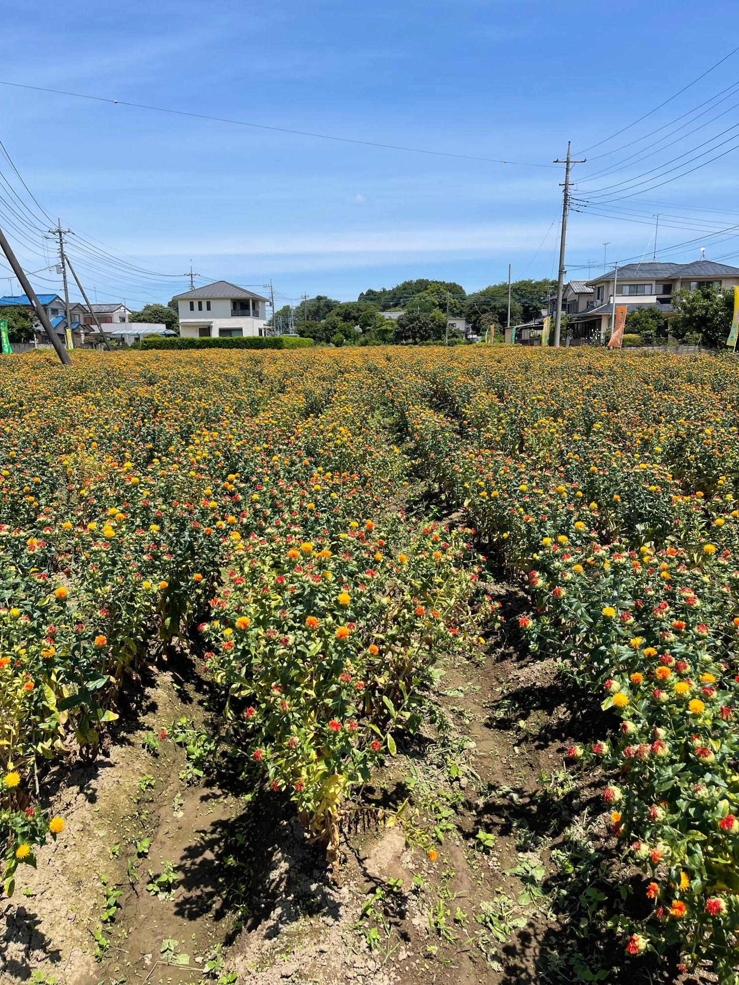 つみとり園の紅花(全体)