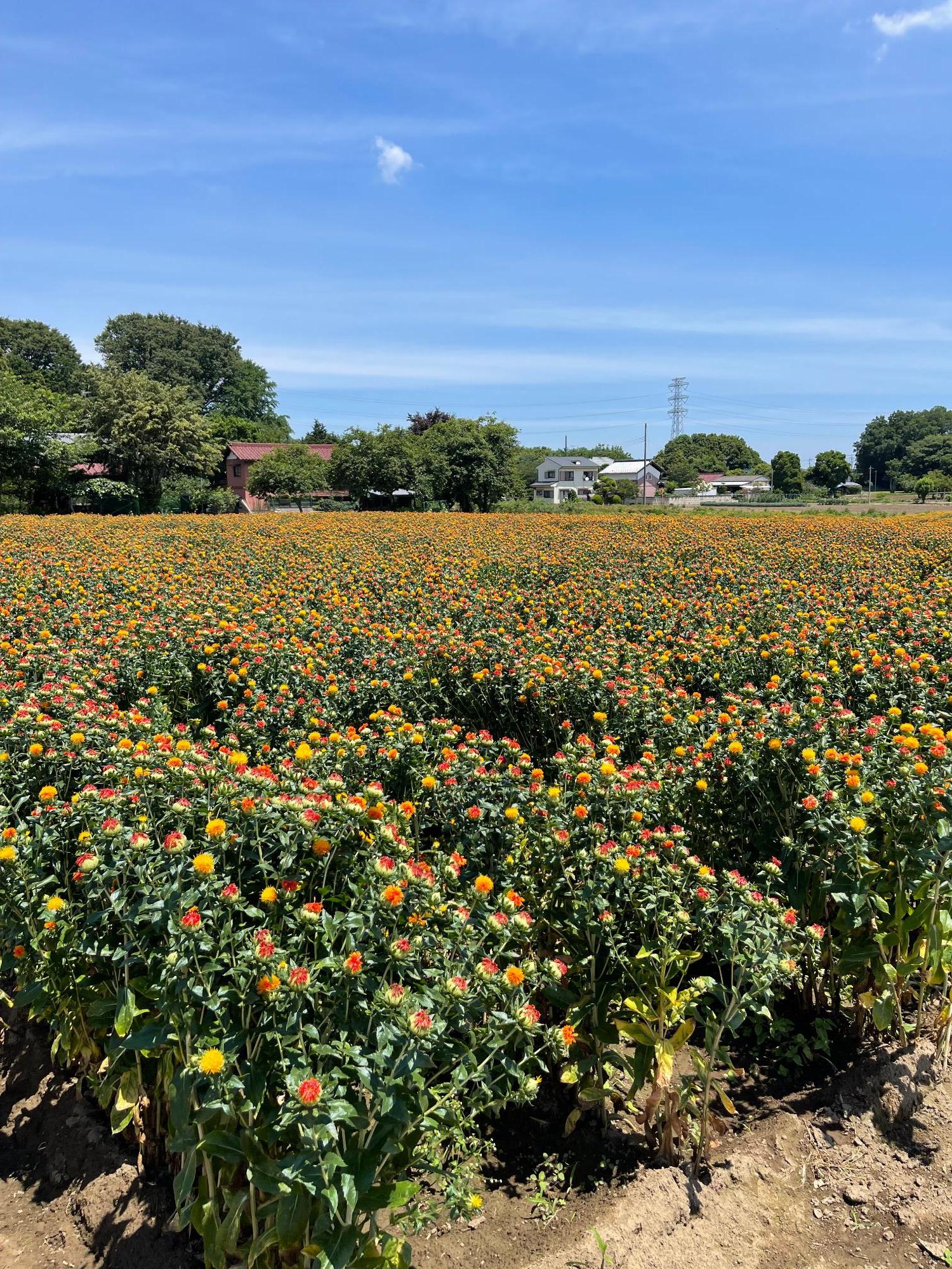 原地区の紅花(全体)