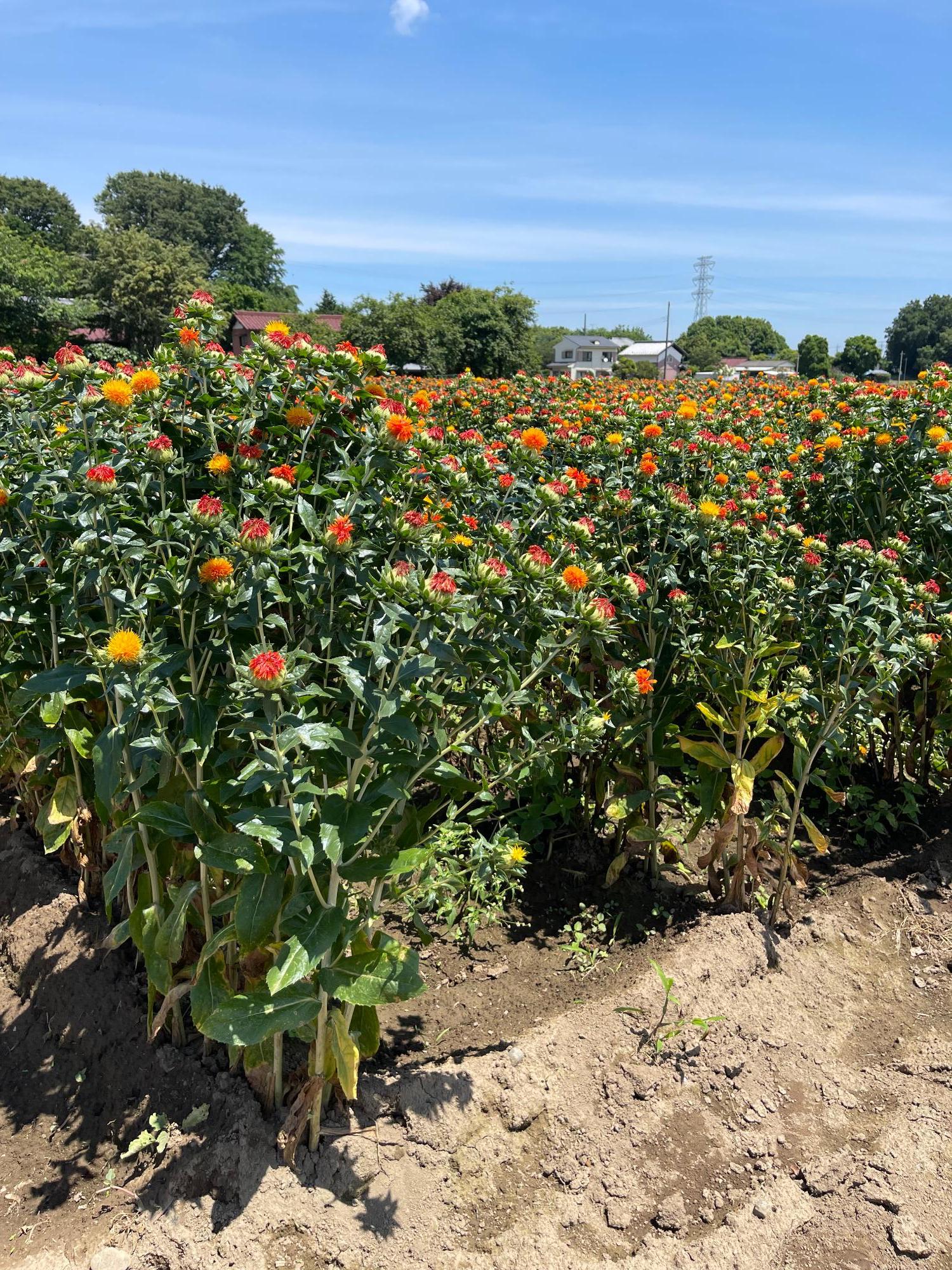 原地区の紅花(拡大)