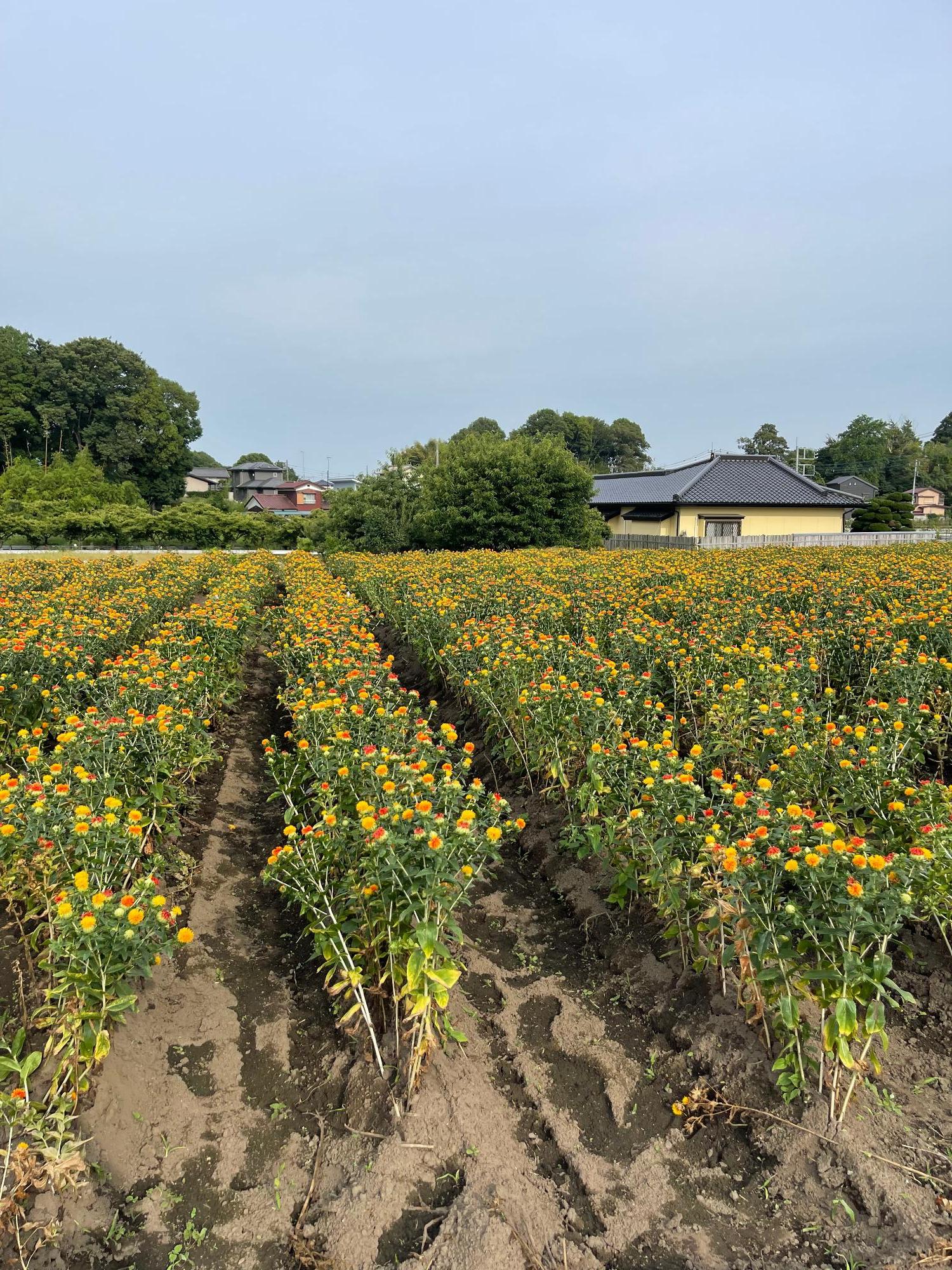 農業センターの紅花(全体)