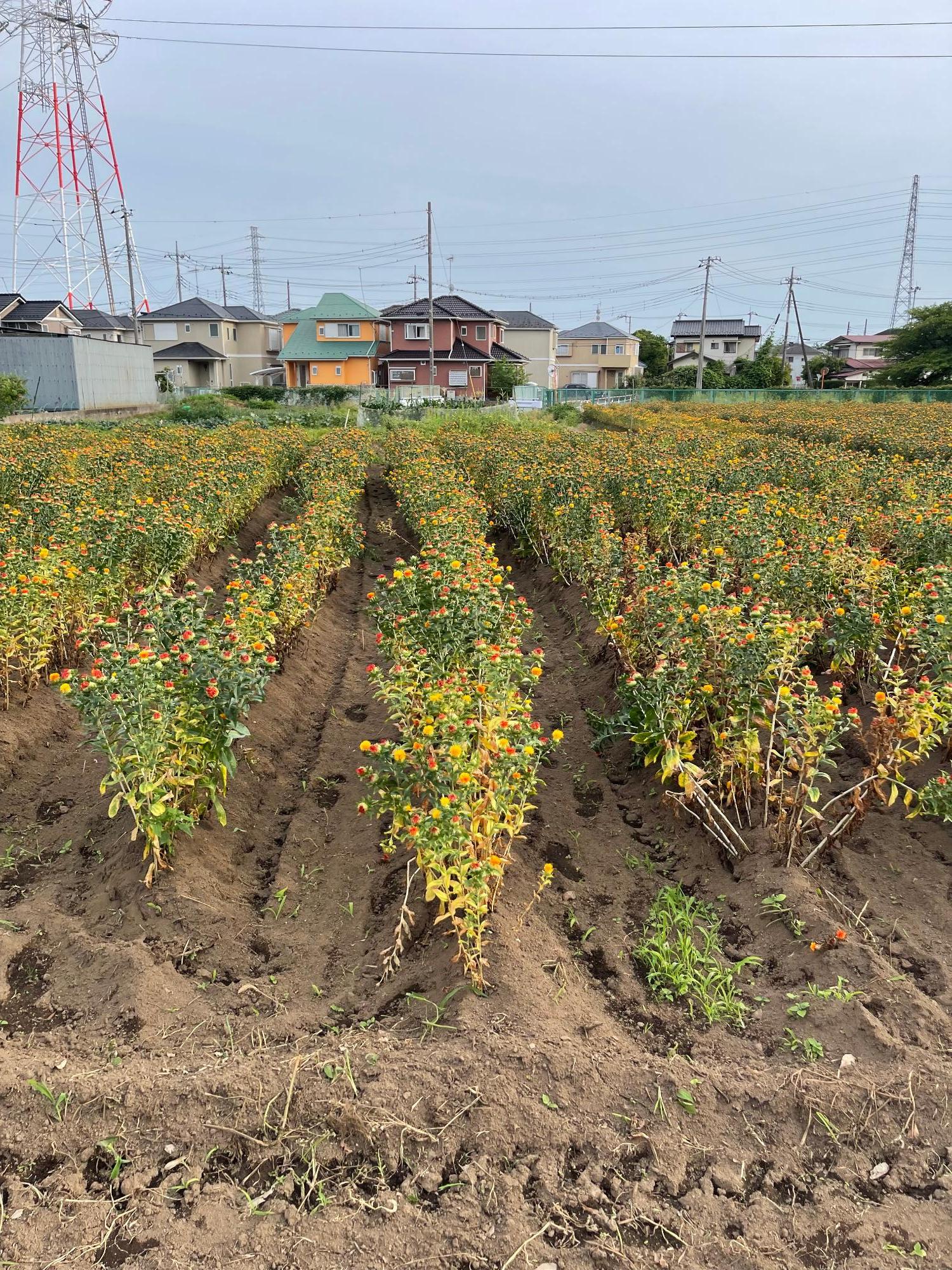 ふるさと館の紅花(全体)