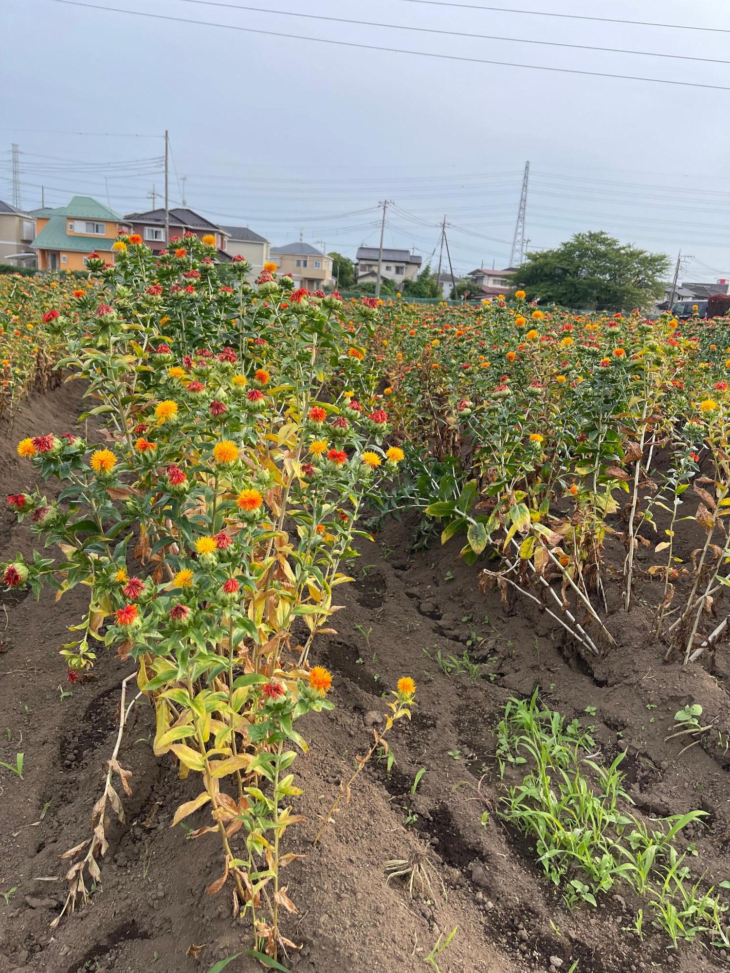 ふるさと館の紅花(拡大)