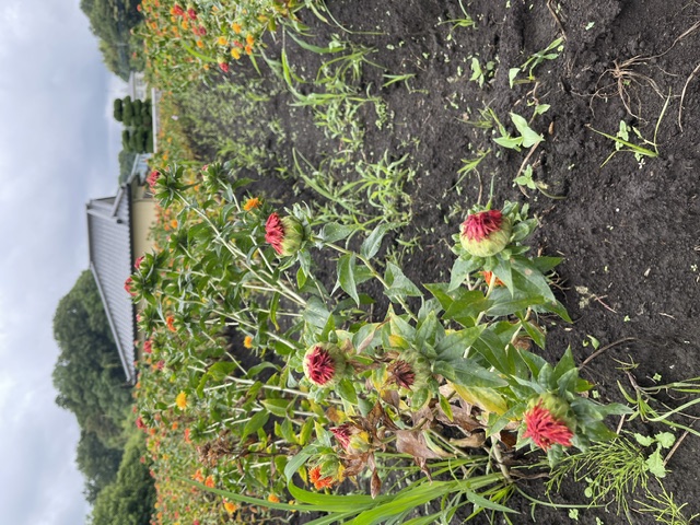 農業センターの紅花(拡大)