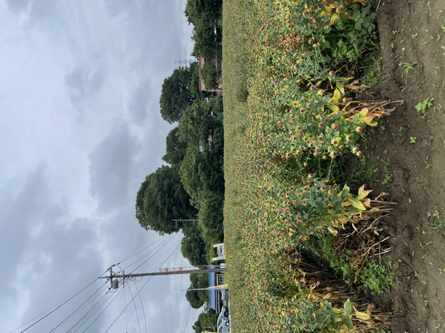 原地区の紅花(全体)