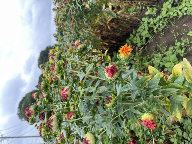 原地区の紅花(拡大)