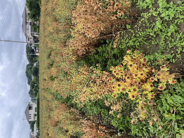 つみとり園の紅花(全体)