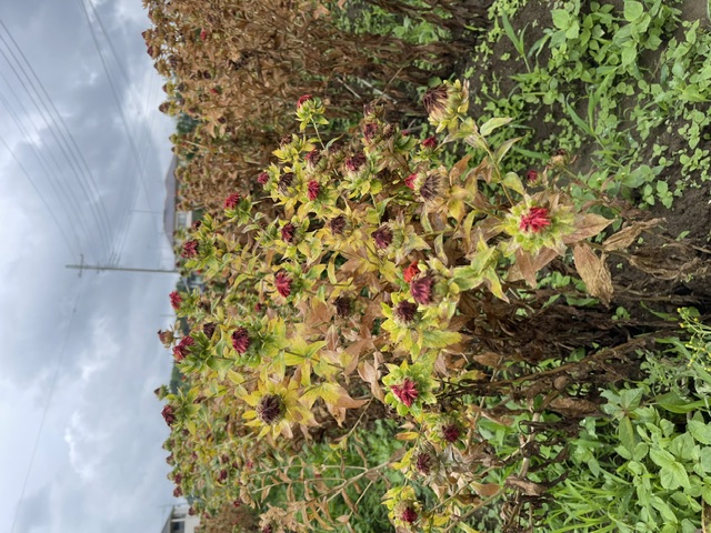 つみとり園の紅花(拡大)