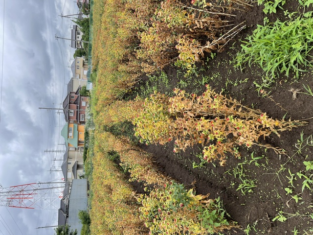 ふるさと館の紅花(全体)