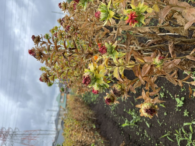 ふるさと館の紅花(拡大)