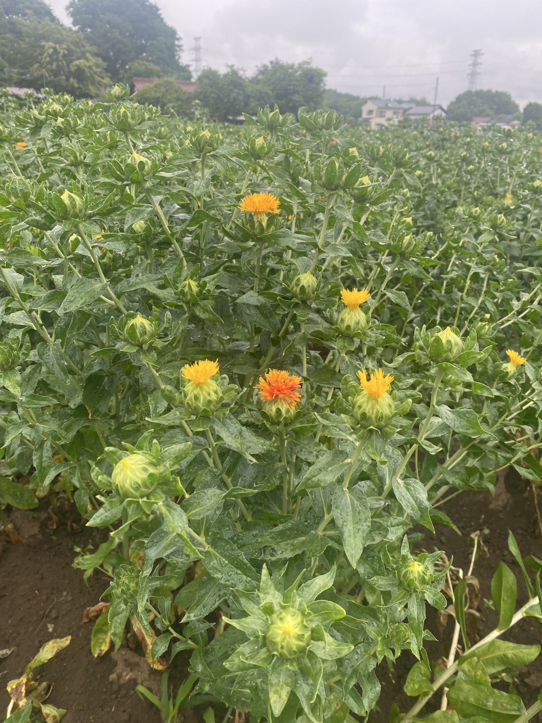 原地区の紅花(拡大)