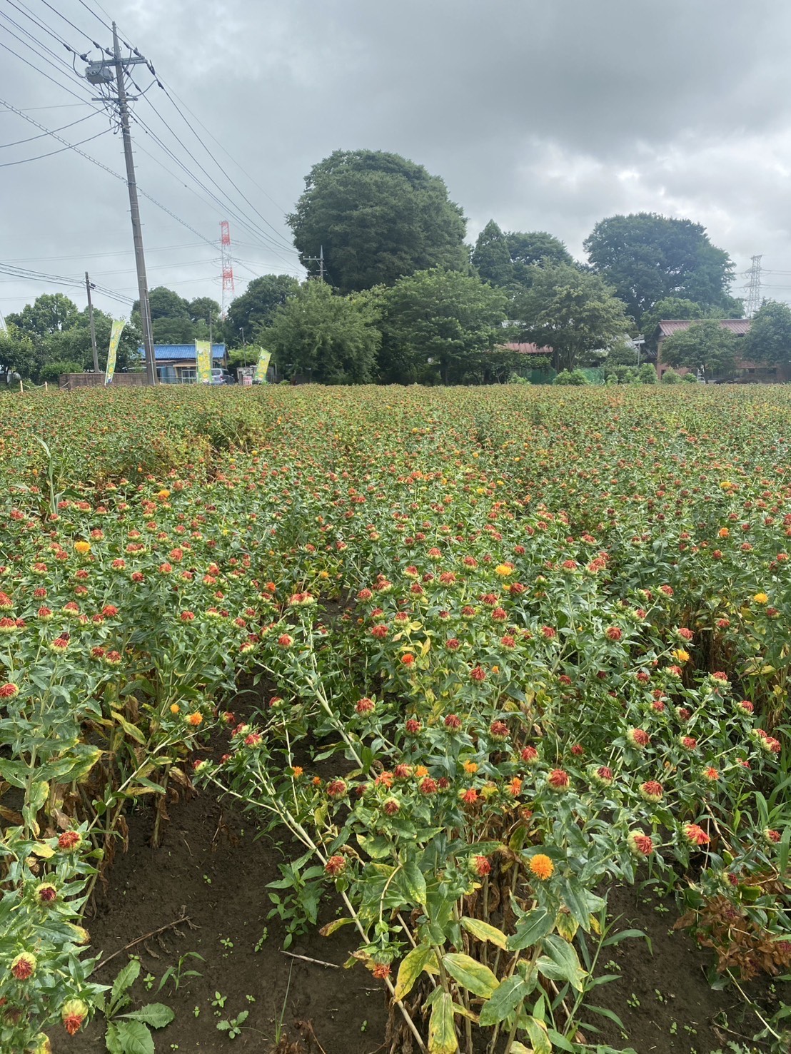 原地区の紅花(全体)
