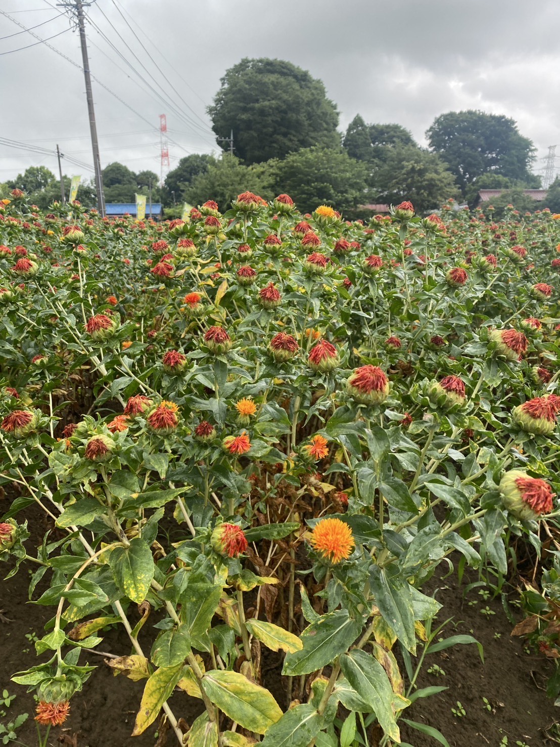 原地区の紅花(拡大)