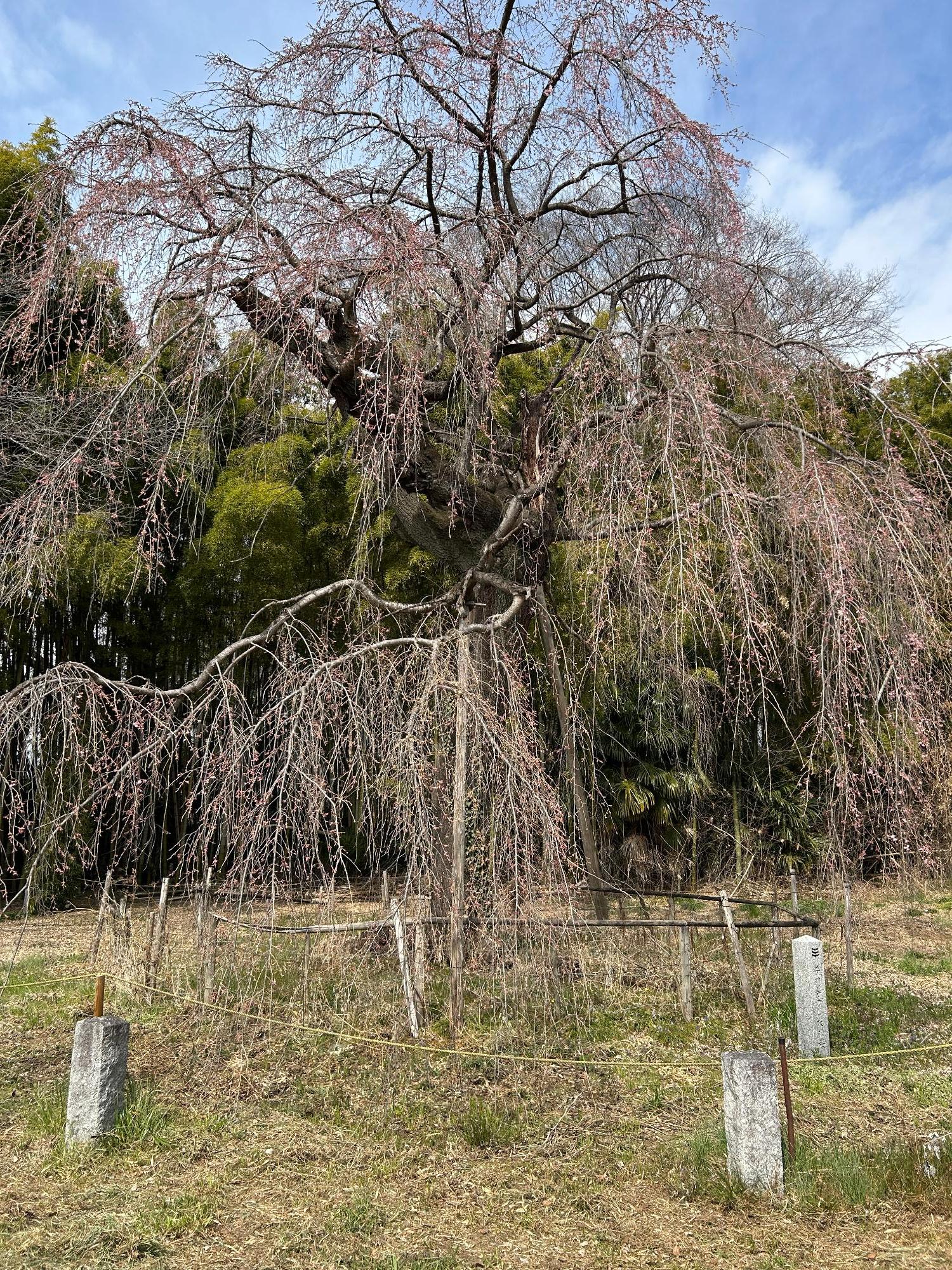 普門寺のしだれ桜(全体)