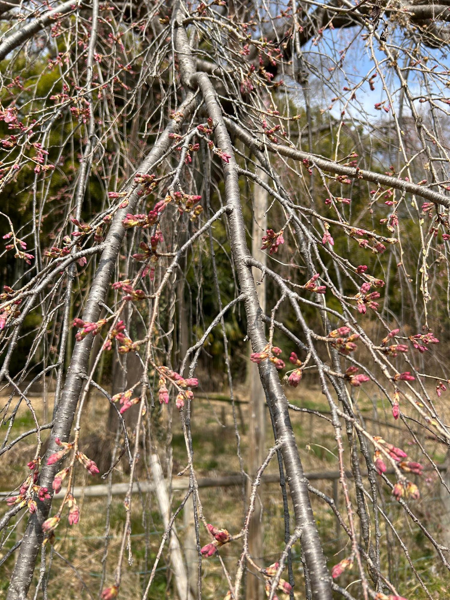 普門寺のしだれ桜(拡大)