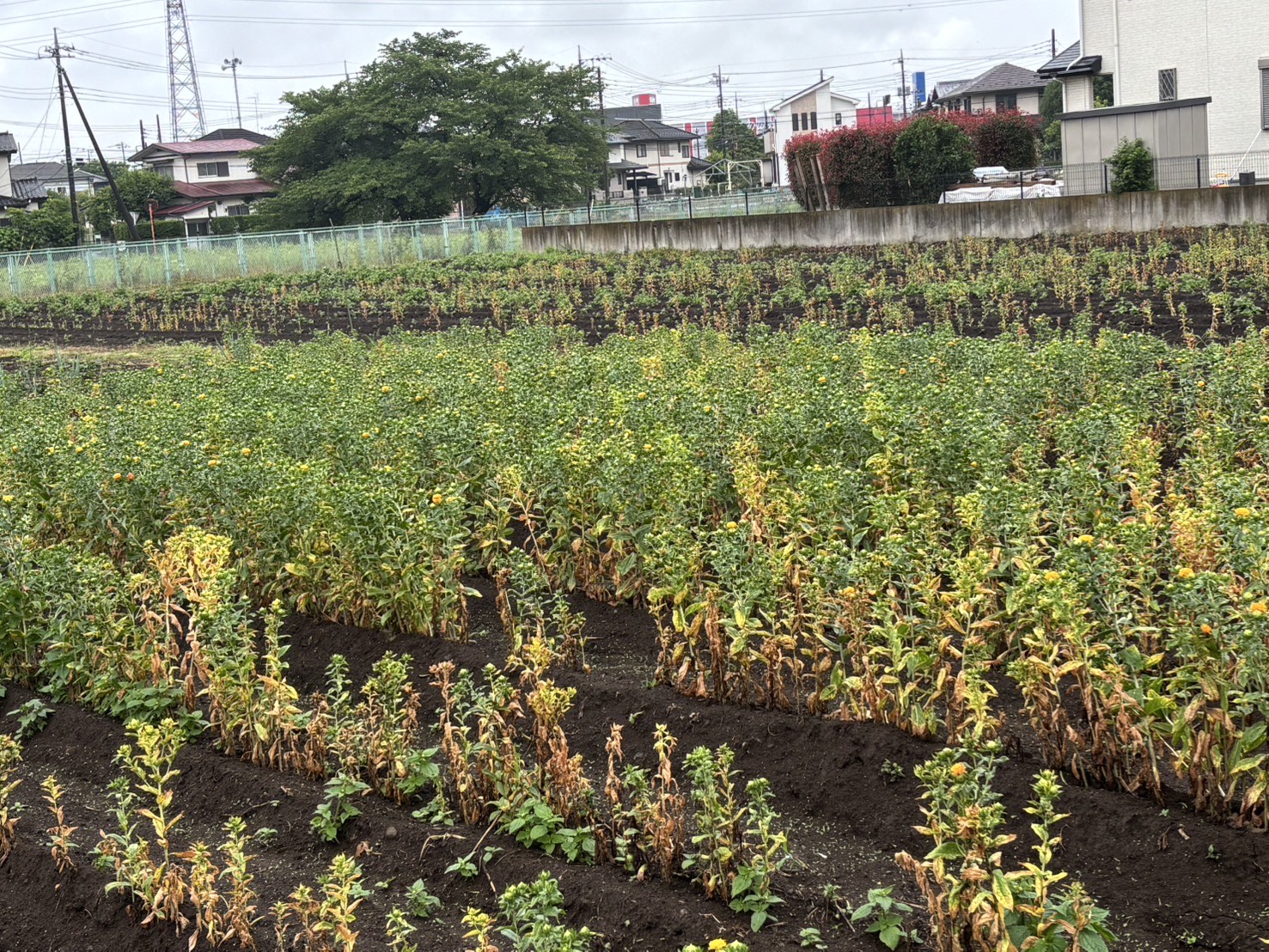 ふるさと館の紅花(全体)