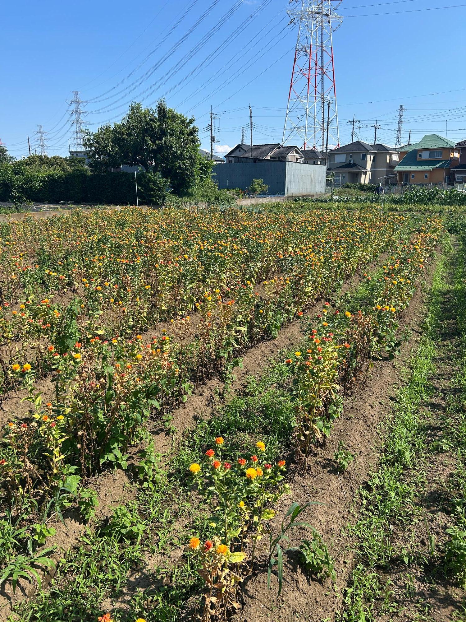 ふるさと館の紅花(全体)