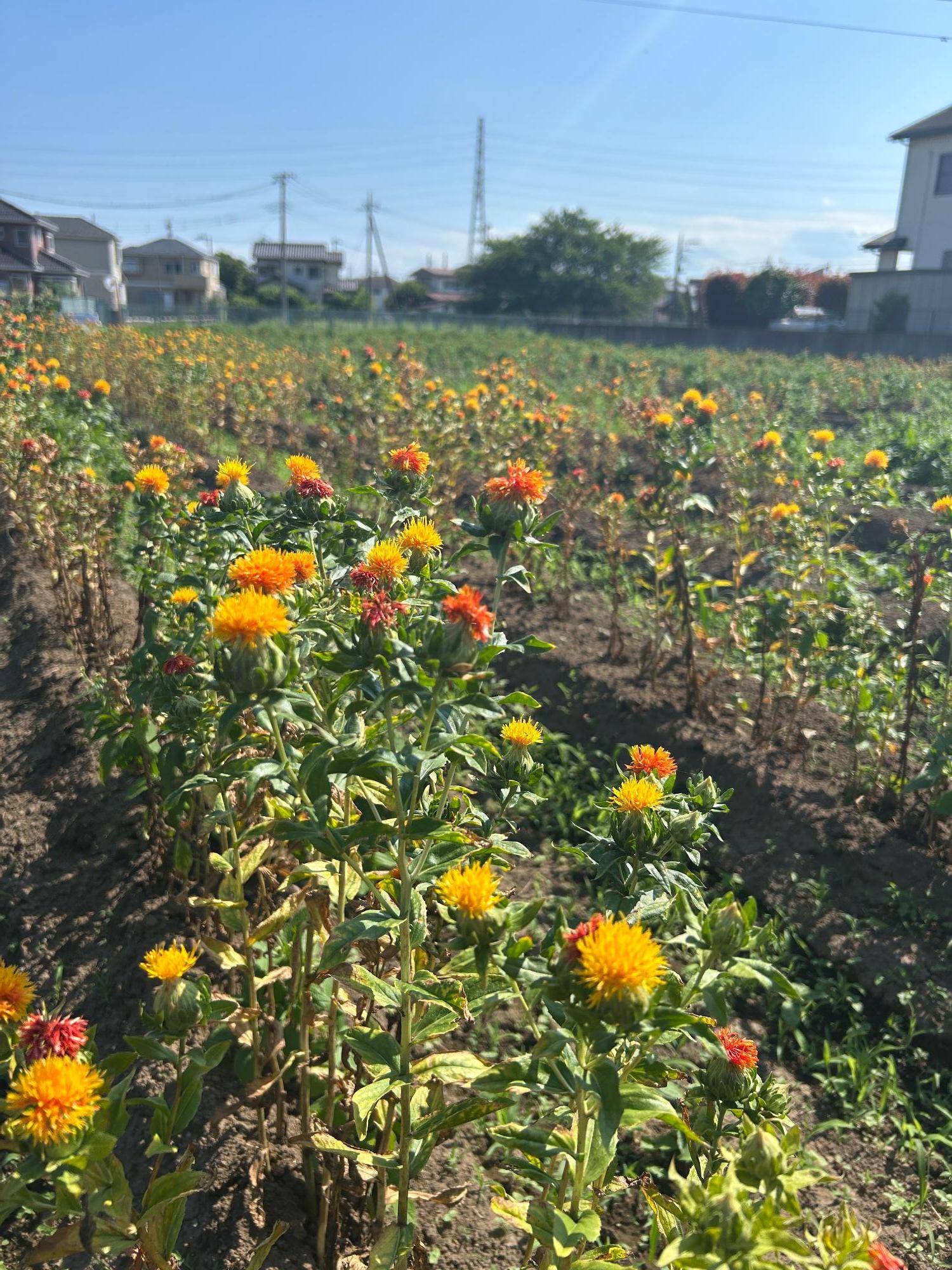 ふるさと館の紅花(拡大)