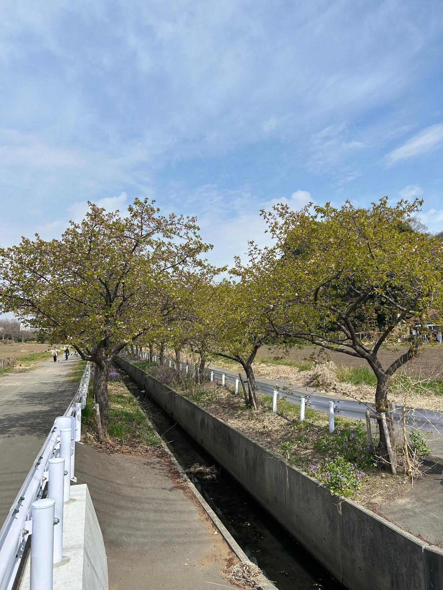 石川川の河津桜(全体)