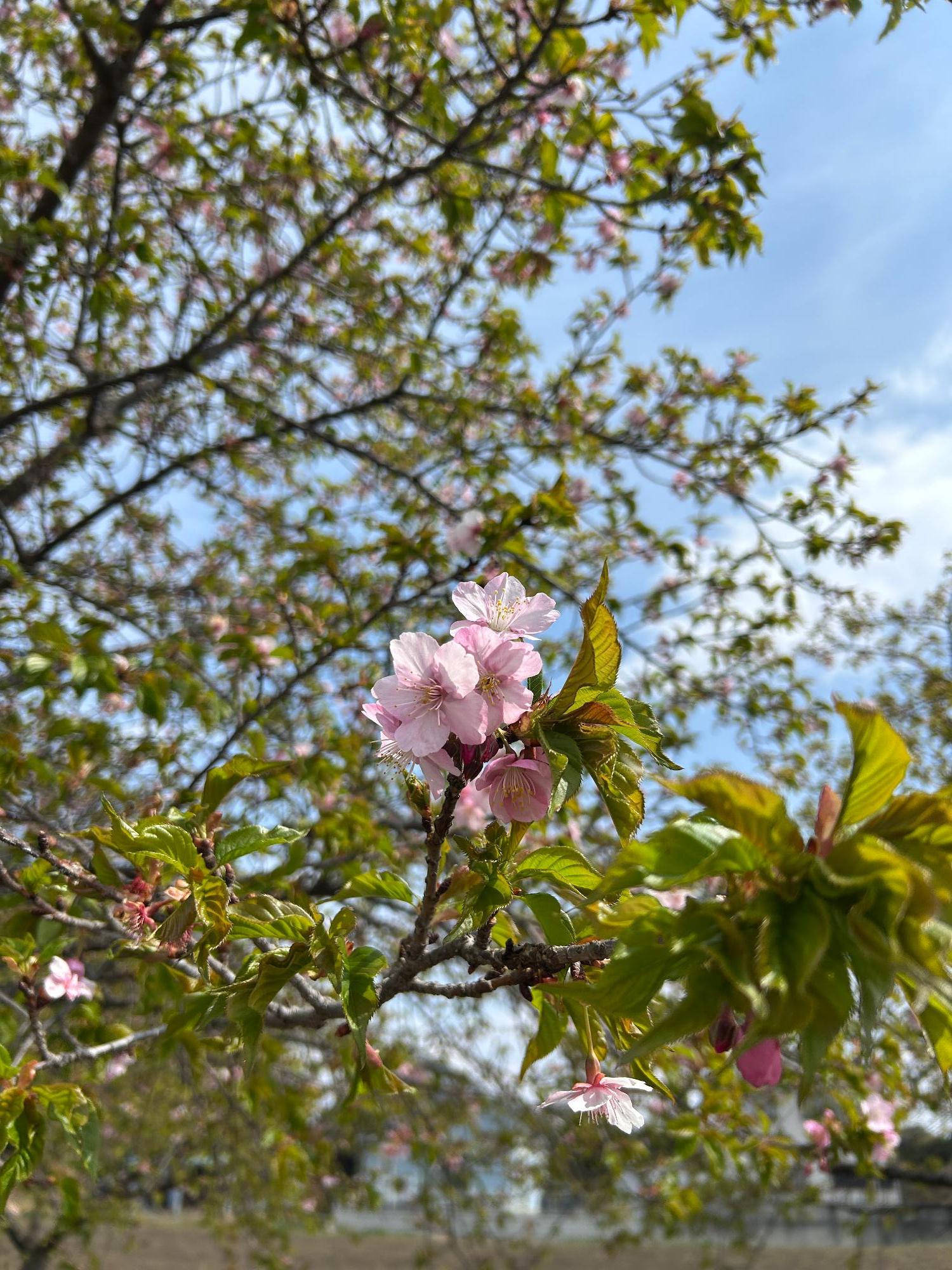 石川川の河津桜(拡大)