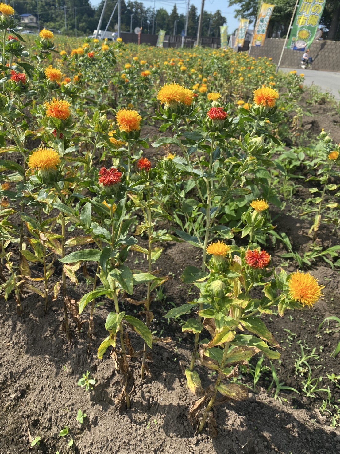 農業センターの紅花(拡大)