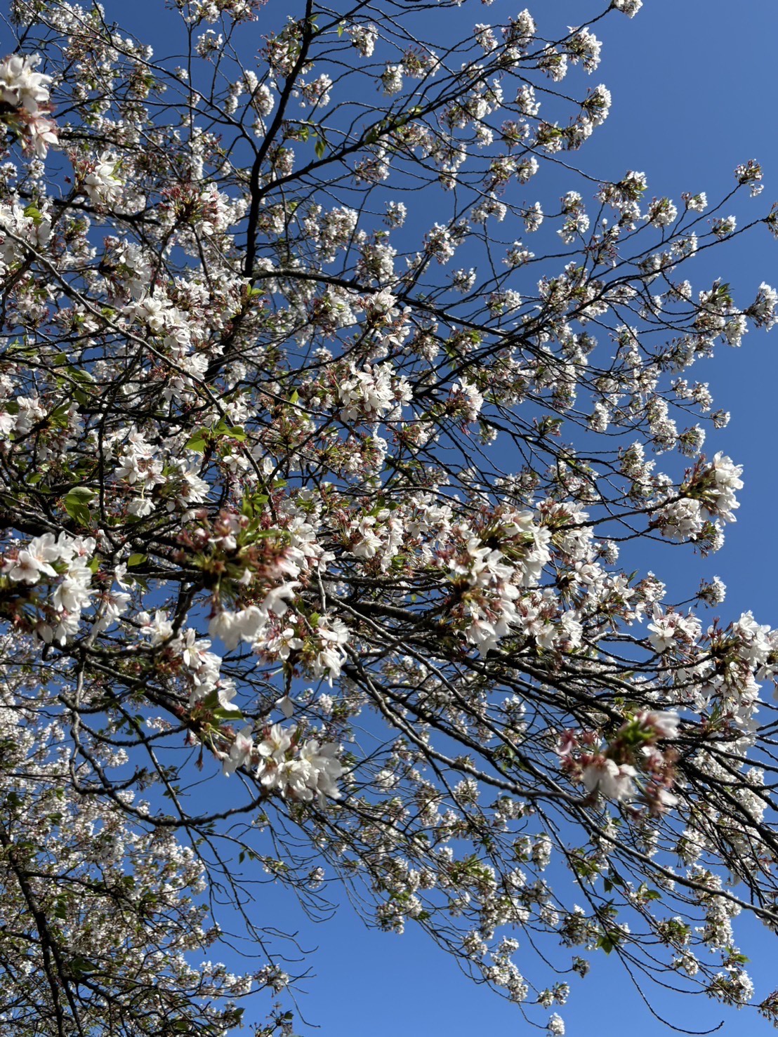 篠津の桜(拡大)
