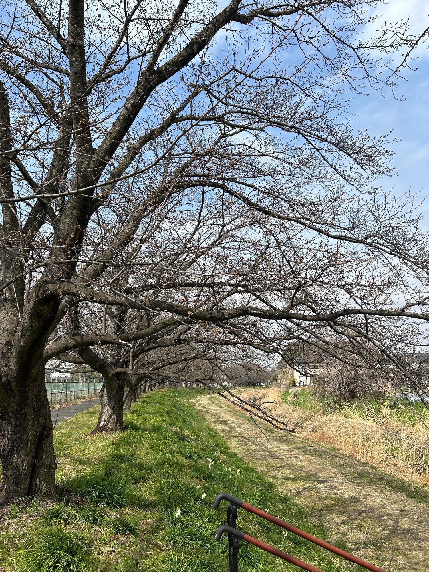 篠津の桜(全体)