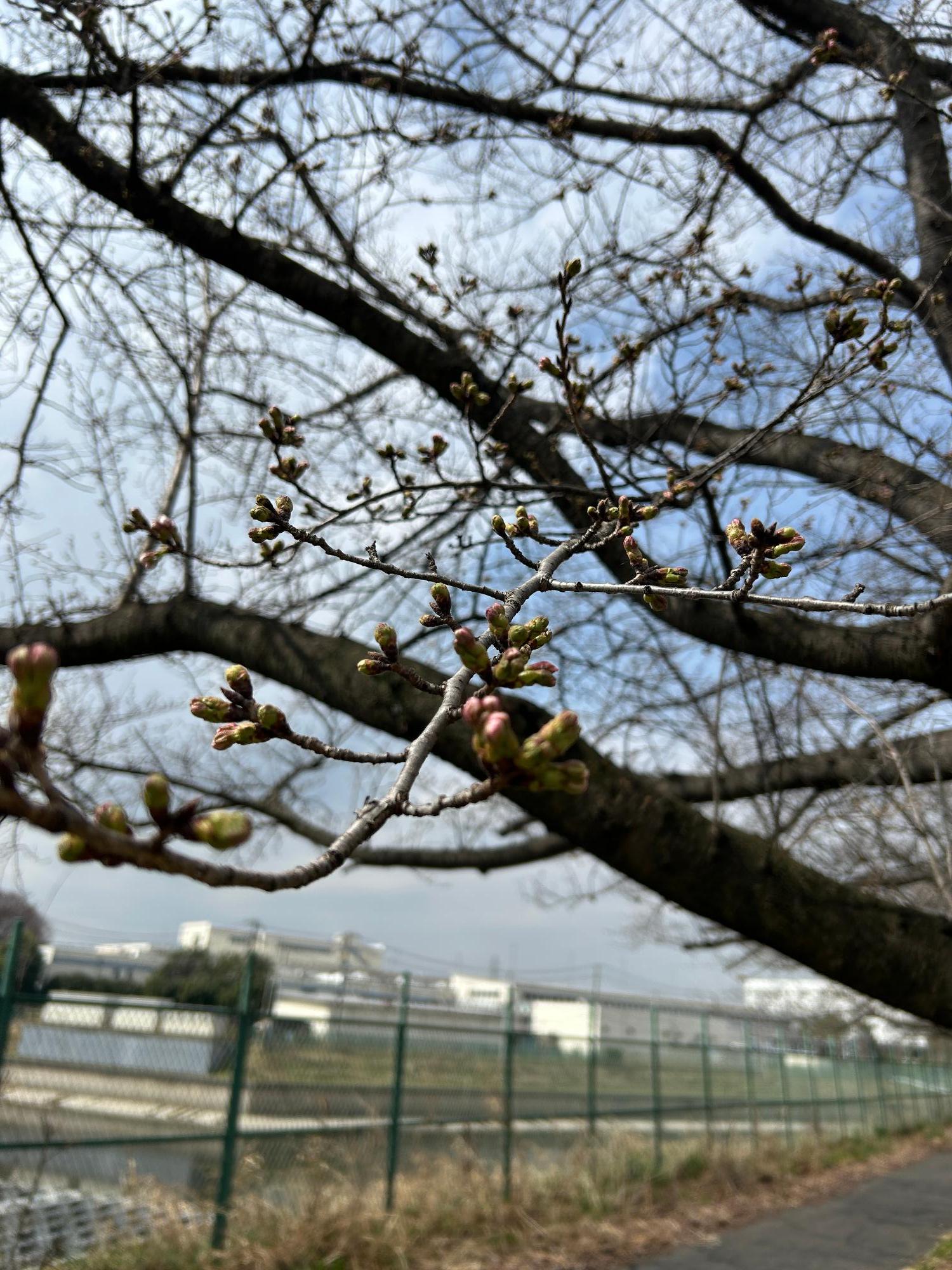 篠津の桜(拡大)