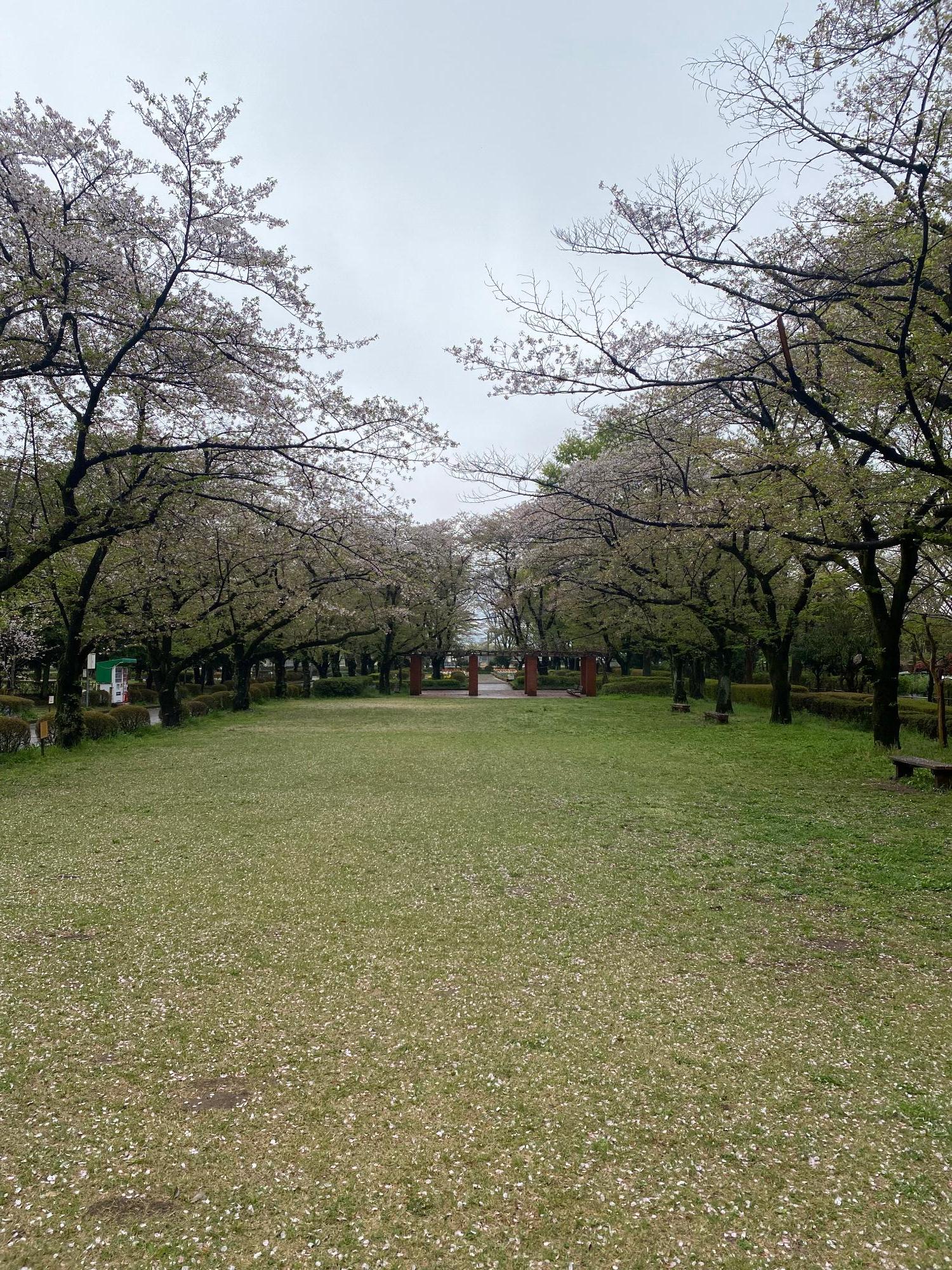 城山公園の桜(全体)