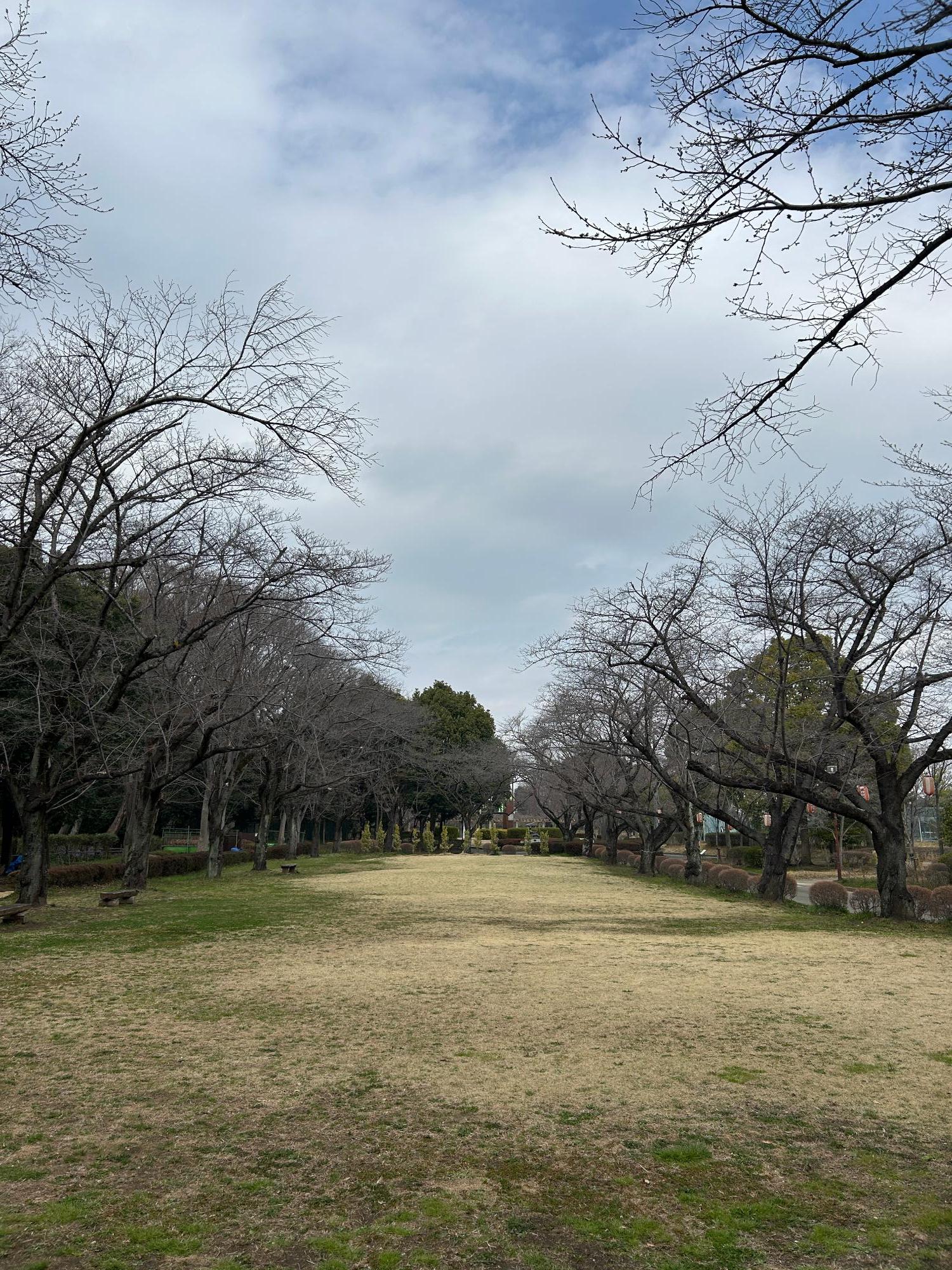 城山公園の桜(全体)