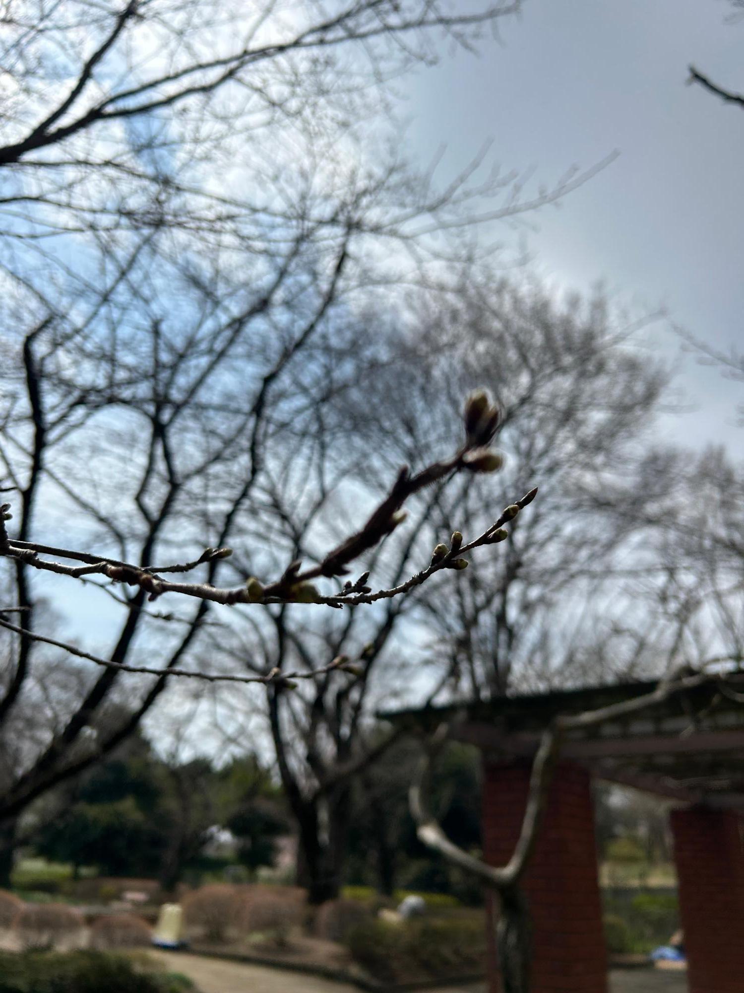 城山公園の桜(拡大)