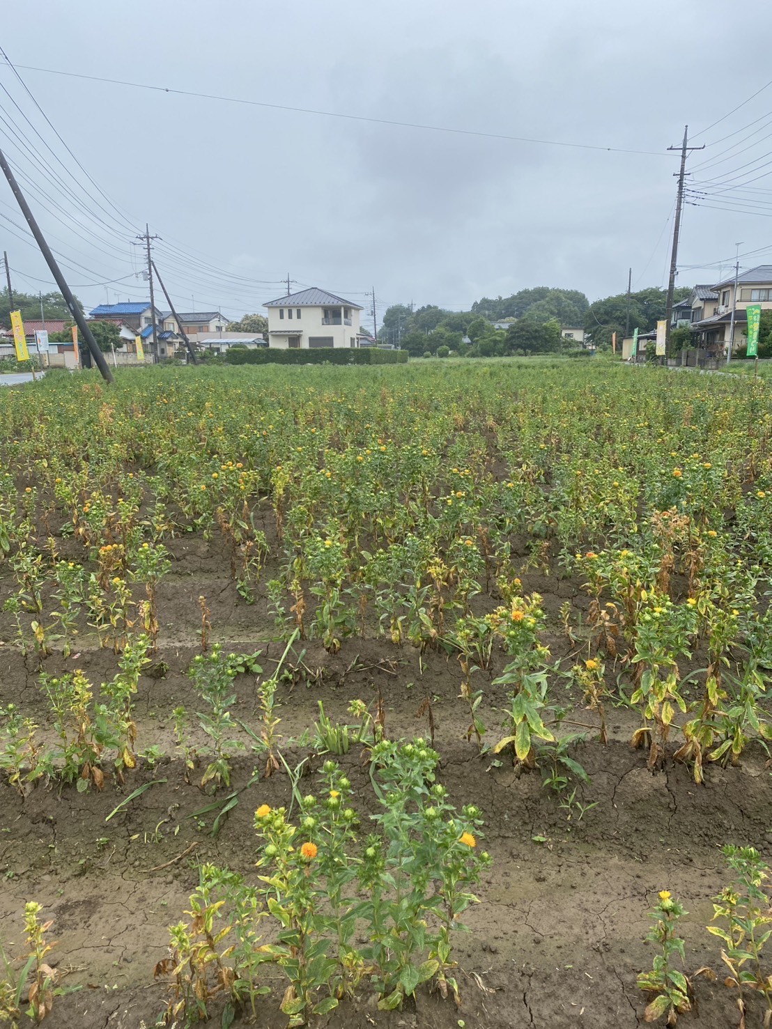 つみとり園の紅花(全体)