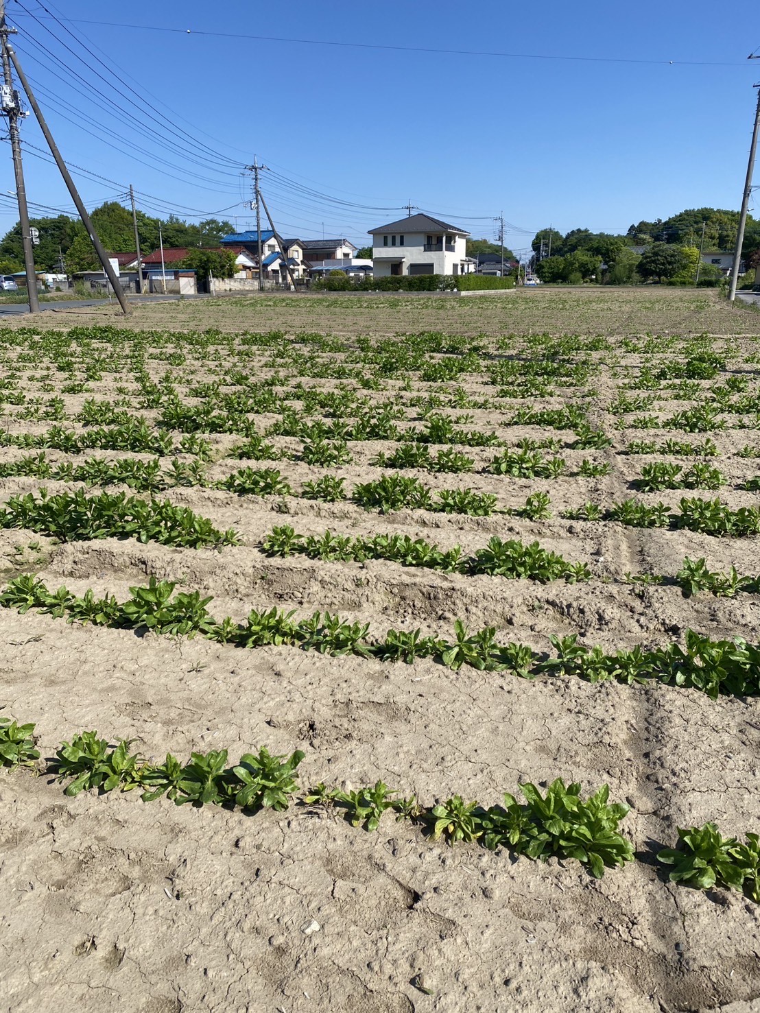 つみとり園の紅花(全体)