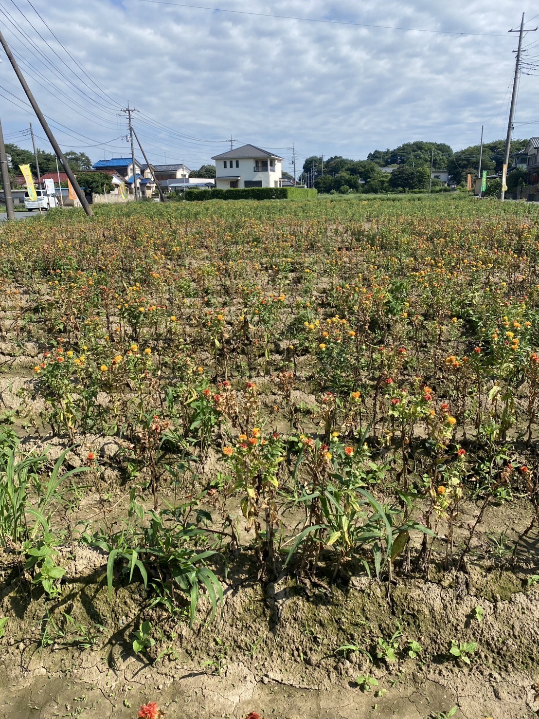 つみとり園の紅花(全体)