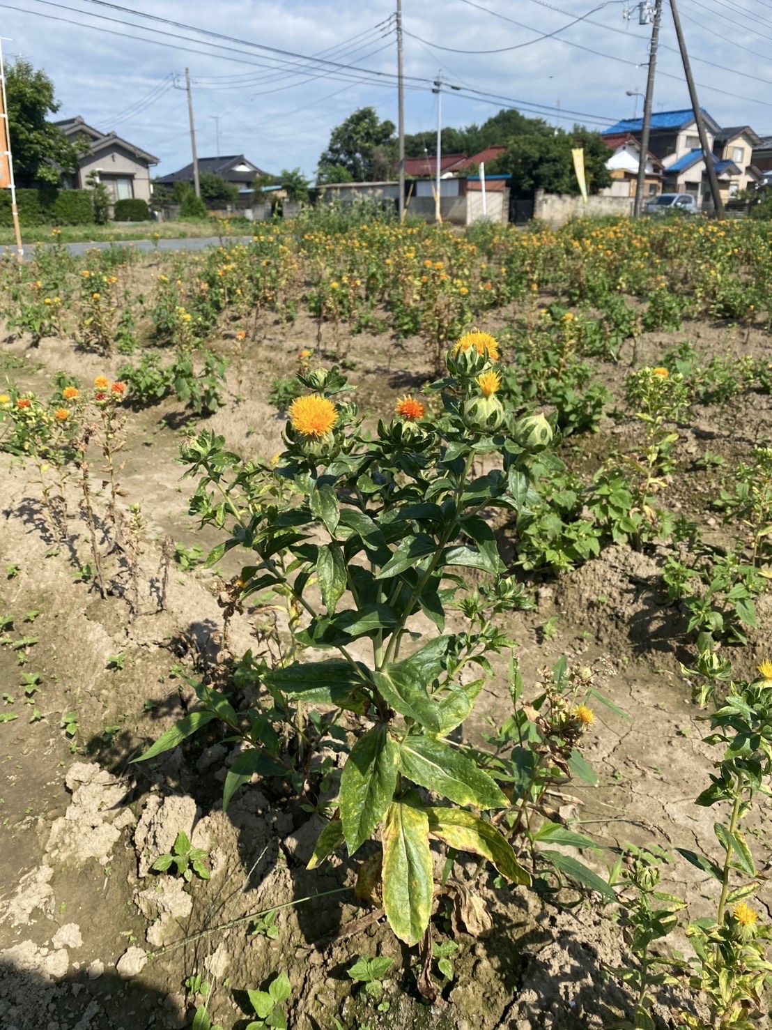 つみとり園の紅花(拡大)