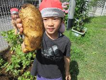 芋煮会 収穫
