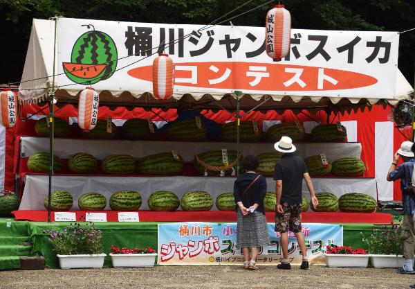 8月ジャンボスイカコンテストで屋台に並べられたスイカを見に来た2人の住人が映っている画像