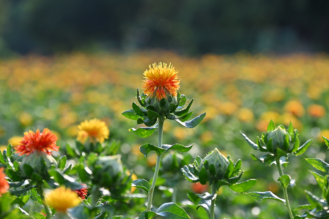 紅花畑の画像。べに花物語へリンクする