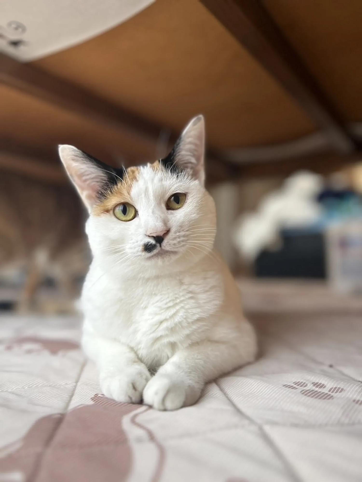 保護猫おもちちゃん