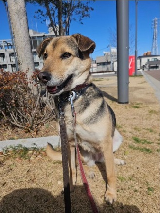 保護犬ラムちゃん