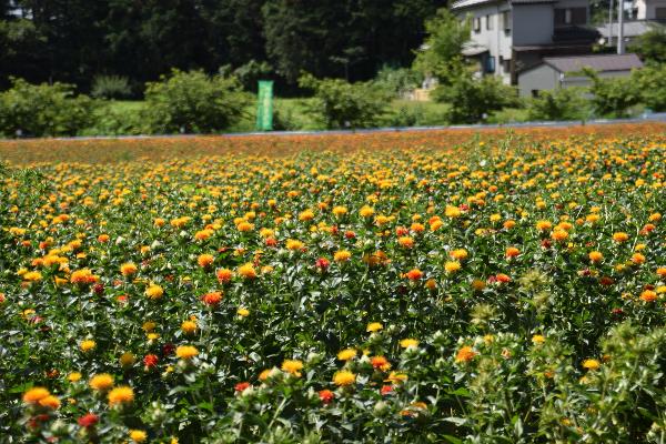 べに花が一面に咲きほこるべに花畑の写真