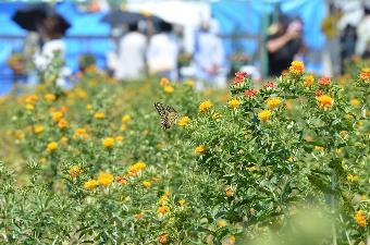 6月に行われるべに花まつりのべに花とチョウの写真