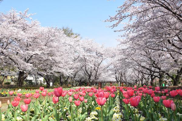 青空に城山公園の桜とチューリップが満開に咲いている、城山公園のさくらまつり