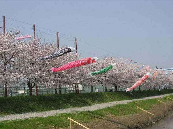 青空の川沿いに桜が満開に咲き、その前でこいのぼりが風にはためいている写真