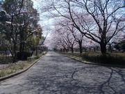 フィルムコミッションロケ地（城山公園）の画像