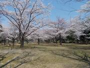 フィルムコミッションロケ地（城山公園）の画像