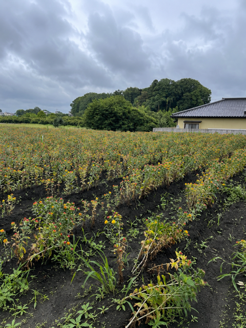 農業センターの紅花（全体）